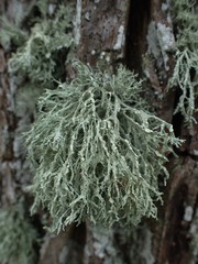 Ramalina