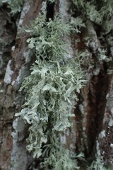 Ramalina