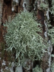 Ramalina