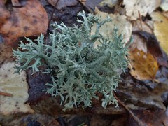 Ramalina