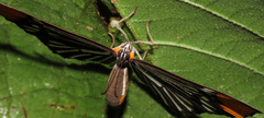 Stalachtis lineata