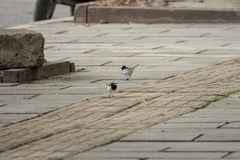 Motacilla alba alboides