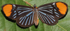 Stalachtis lineata
