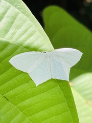 Acropteris illiturata