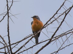 Melaenornis semipartitus