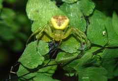 Thomisidae