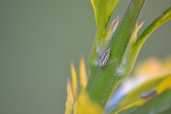 Graphocephala appropinquans