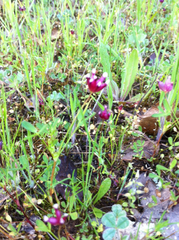 Trifolium depauperatum
