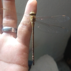 Triacanthagyna septima