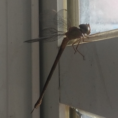 Triacanthagyna septima