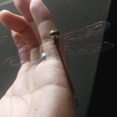 Triacanthagyna septima