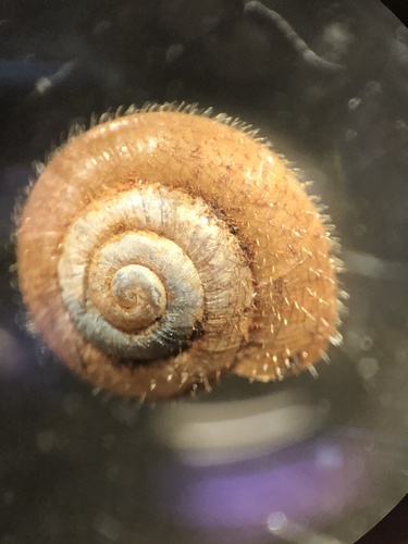 Hairy Snail