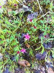 Trifolium depauperatum