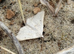 Dyscia crassipunctaria