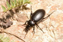 Carabus regulus