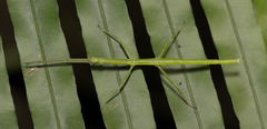 Phraortes stomphax