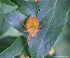 Brontocoris nigrolimbatus