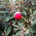 Trochetia boutoniana - Photo (c) valdo08, alguns direitos reservados (CC BY-NC), uploaded by valdo08