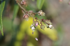 Rubus henryi