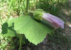 Alcea pallida