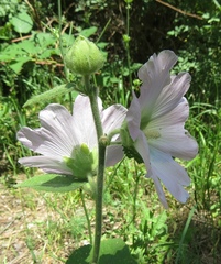 Alcea pallida
