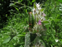 Poecilimon thoracicus