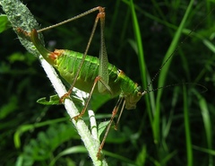 Poecilimon thoracicus