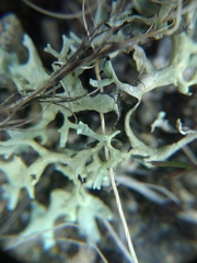 Xanthoparmelia camtschadalis