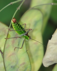 Poecilimon thoracicus