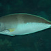 Blackspine Unicornfish - Photo (c) FishWise Professional, some rights reserved (CC BY-NC-SA)