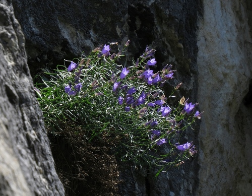 Campanula crassipes