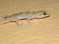 Hemidactylus turcicus
