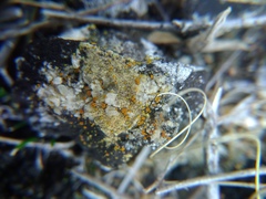 Xanthocarpia crenulatella