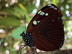 Charaxes tiberius tiberius