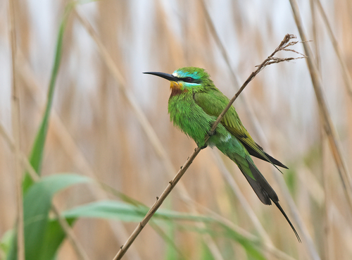 Merops persicus