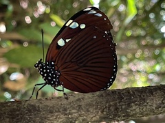 Charaxes tiberius tiberius