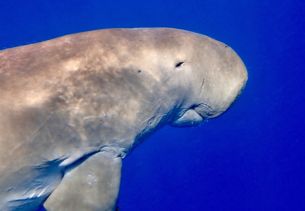 Close view of a dugong's head and snout underwater