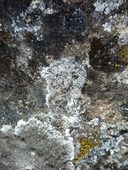 Pyrenodesmia variabilis