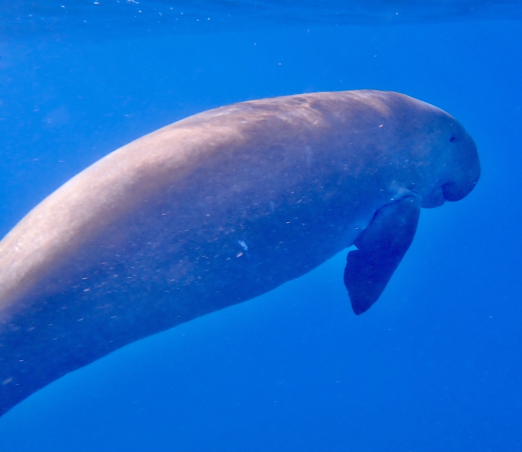 Dugong gliding in open blue water, flipper visible