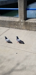 Columba livia