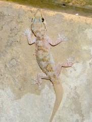Hemidactylus turcicus