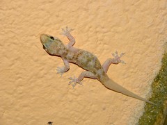 Hemidactylus turcicus