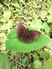 Pellicia