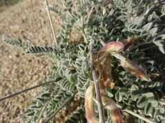 Astragalus layneae