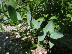 Linaria genistifolia