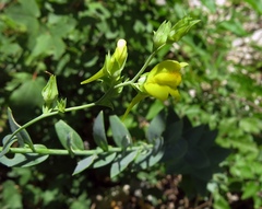 Linaria genistifolia