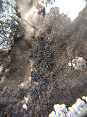 Lathagrium cristatum