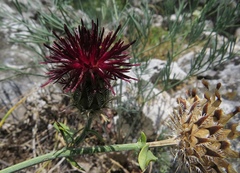 Centaurea atropurpurea