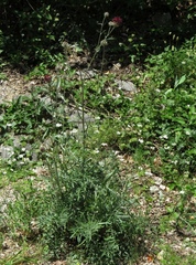 Centaurea atropurpurea