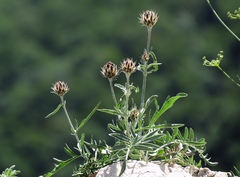 Centaurea atropurpurea